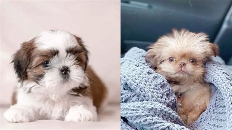 shih tzu colors list.